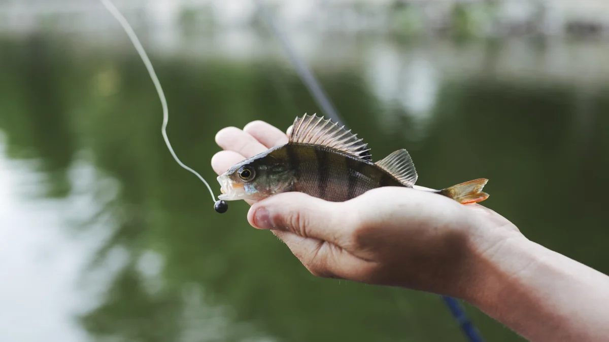 Sangat Sederhana, Cara Membuat Umpan Ikan