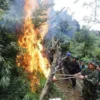 Ladang Ganja BNN RI