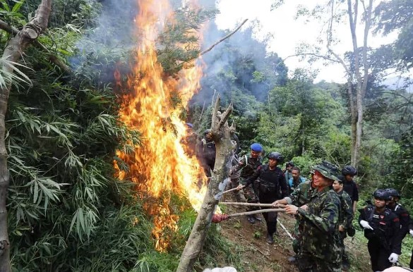 Ladang Ganja BNN RI