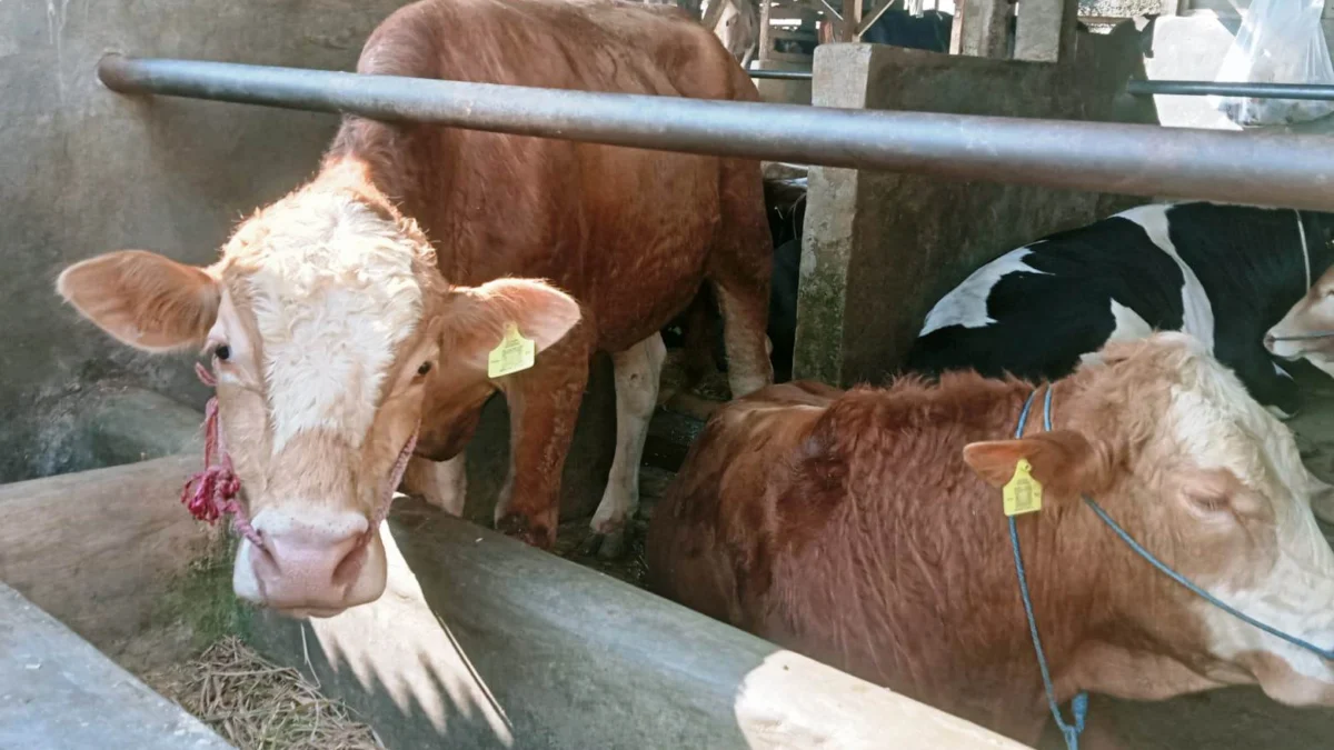 Sapi Brahman Cross