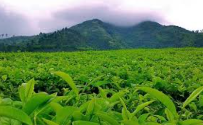 Destinasi Kebun Teh Subang Tak kalah Dengan Tempat Wisata Lainnya