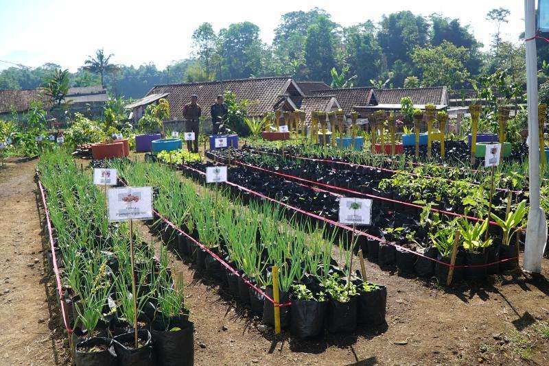 Kelompok Perempuan Peduli Pangan Desa Mekarsari Bayongbong Konsisten Kembangkan Harum Madu