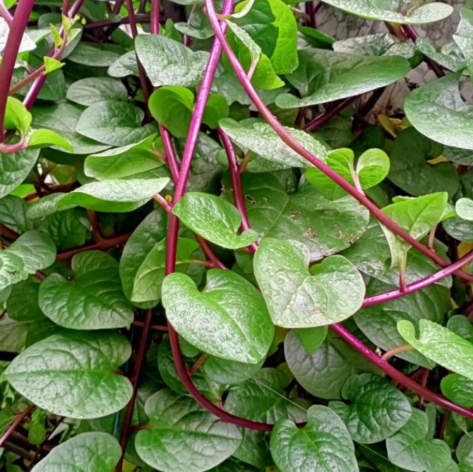 30 Manfaat Daun Binahong Untuk Kesehatan