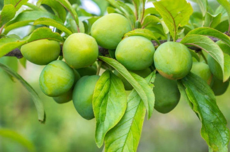 Manfaat Buah Plum Hijau Untuk Kesehatan