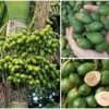 Manfaat Buah Pinang Muda Untuk Pria