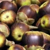 7 Manfaat Buah Siwalan Untuk Kesehatan