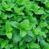 10 Manfaat Daun Mint Untuk Kesehatan