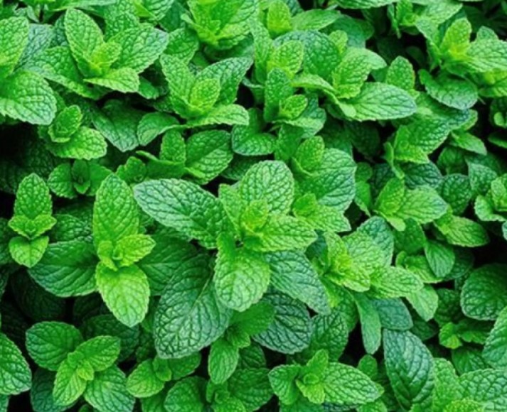 10 Manfaat Daun Mint Untuk Kesehatan