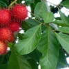 Manfaat Daun Rambutan Untuk Kesehatan