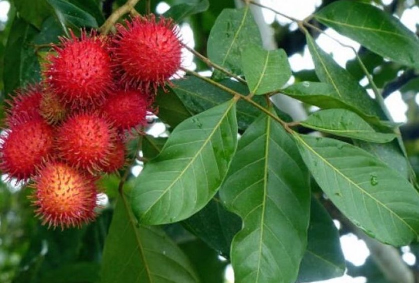 Manfaat Daun Rambutan Untuk Kesehatan