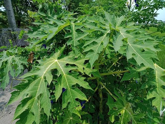 Trik Ampuh Hilangkan Pahit di Daun Pepaya