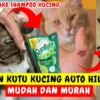 Cara Menghilangkan Kutu Kucing dengan Sunlight, Kucing Jadi Sebagus Ini?