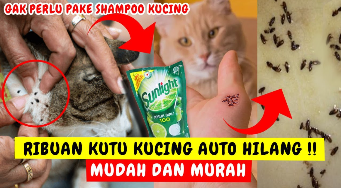 Cara Menghilangkan Kutu Kucing dengan Sunlight, Kucing Jadi Sebagus Ini?