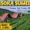 Menikmati Semilir Angin di Kebun Teh Margawindu Sumedang, Sejuk!