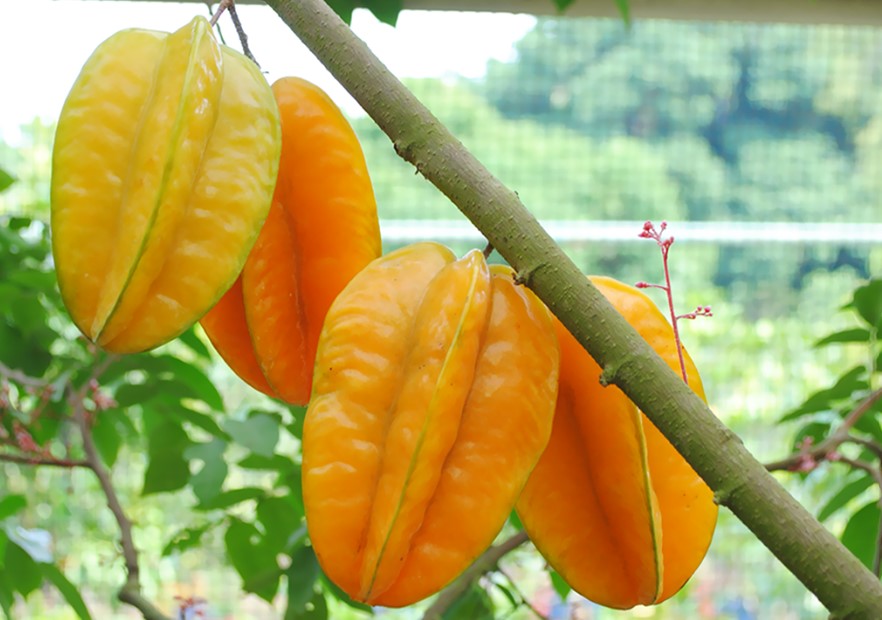 8 Manfaat Buah Belimbing Untuk Kesehatan