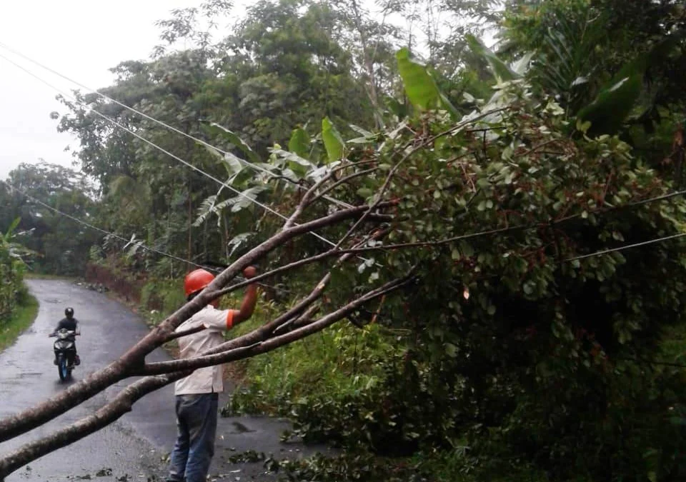 Pohon Tumbang