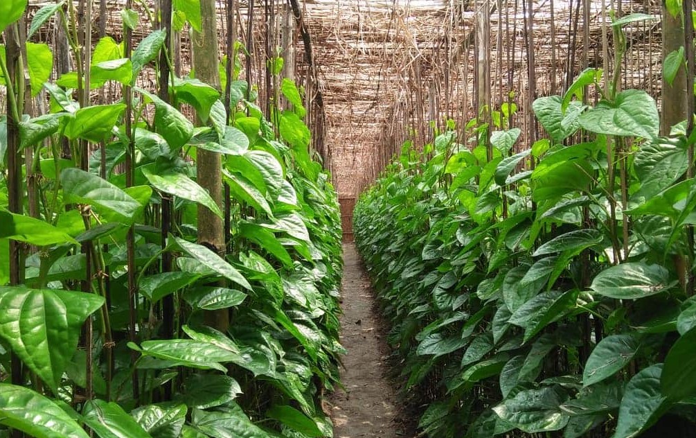 Cara Menanam Daun Sirih yang Baik dan Benar