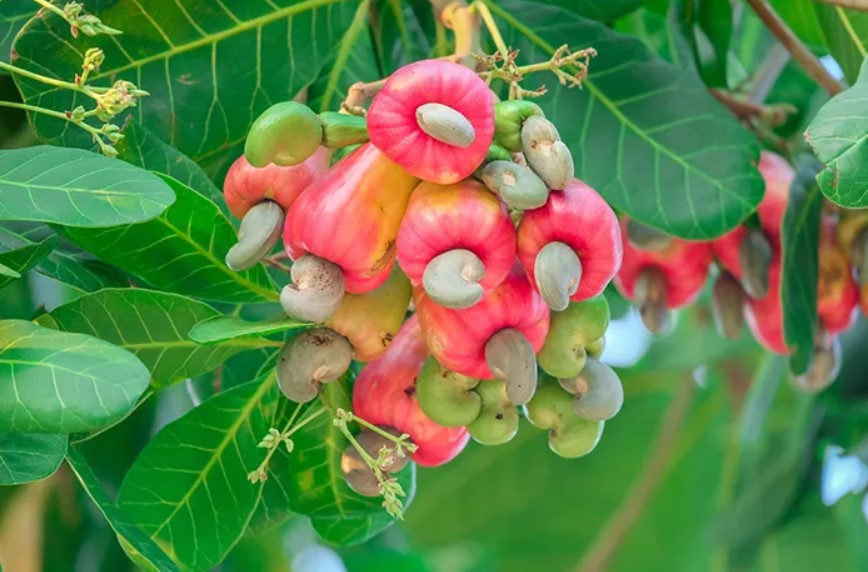 12 Manfaat Daun Jambu Mede untuk Kesehatan