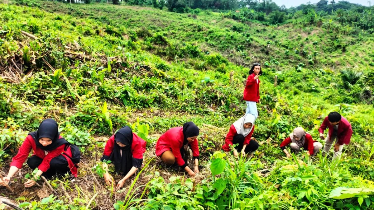Tanam Bibit Pohon Penghasil Bioenergi, Mahasiswa STIE Muttaqien Kolaborasi dengan Masyarakat STIE Muttaqien
