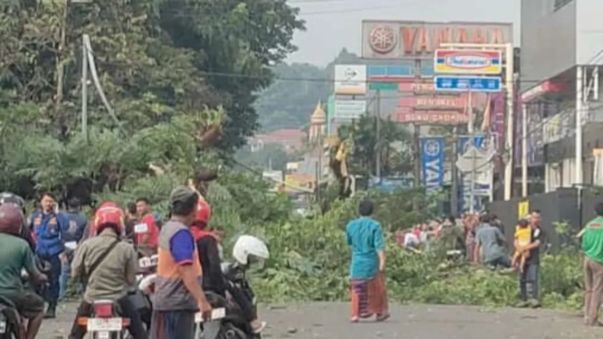 Pohon tumbang