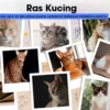 Kenali Ras Kucing yang Ada di Seluruh Dunia Lengkap dengan Perbedaannya