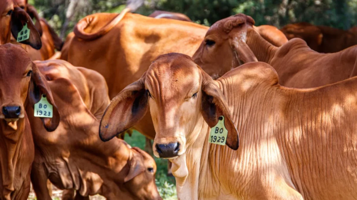 Syarat Qurban Agar Sah dan Diterima