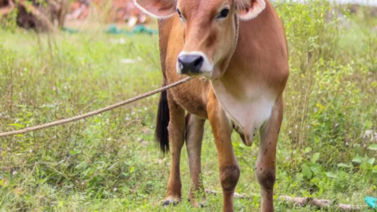 5 Cara Memilih Sapi Untuk Kurban yang Baik dan Benar