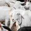 5 Tips Memilih Kambing dan Domba Kurban yang Sempurna