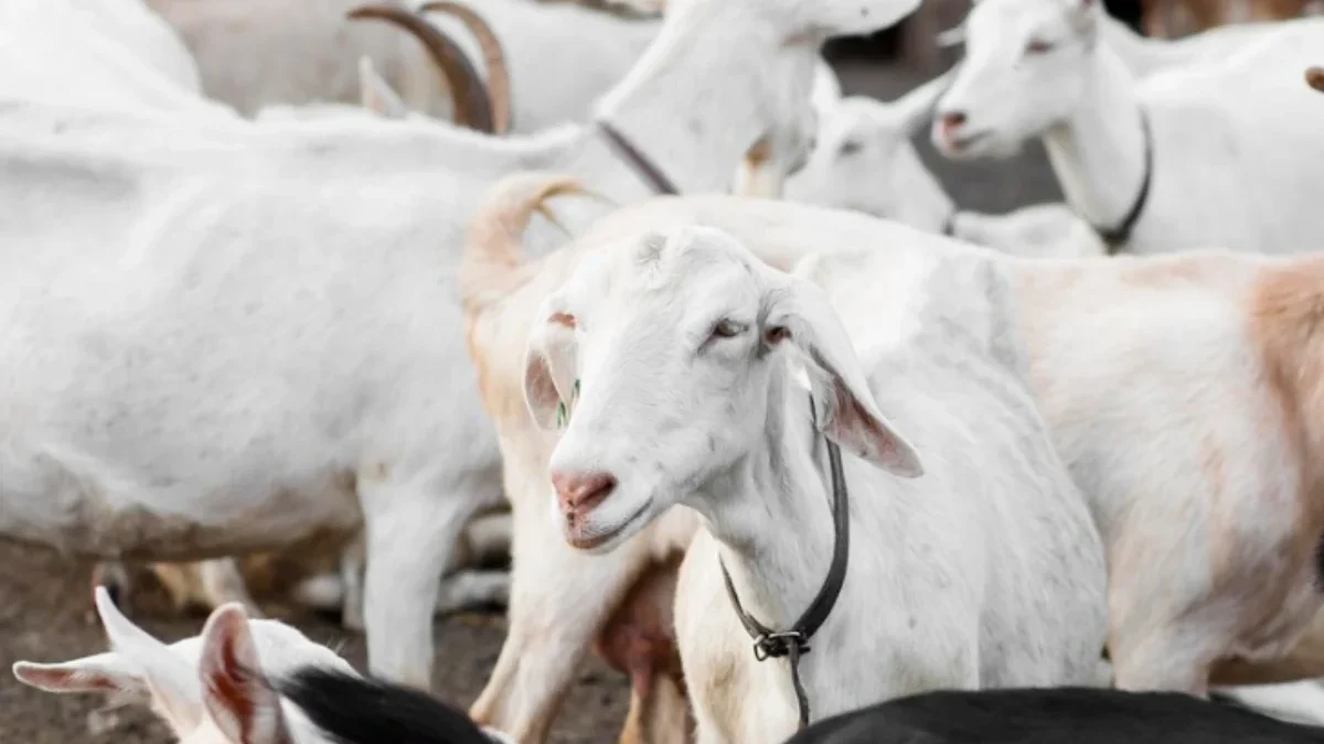 5 Tips Memilih Kambing dan Domba Kurban yang Sempurna