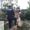 Angin Kencang dan Hujan Deras Mengguncang Subang, BPBD Tangani Pohon Tumbang di Kecamatan Pagaden