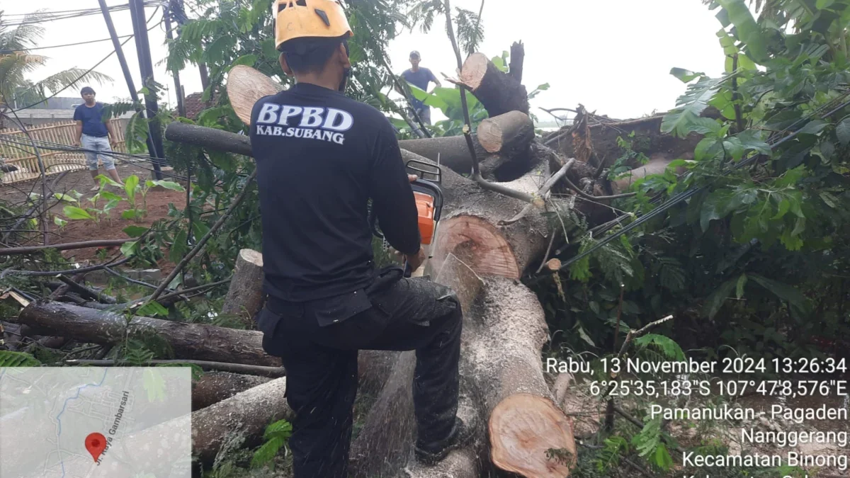 Angin Kencang dan Hujan Deras Mengguncang Subang, BPBD Tangani Pohon Tumbang di Kecamatan Pagaden