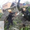 Angin Kencang Tumbangkan Pohon di Kelurahan Dangdeur, BPBD Subang Tanggap Cepat