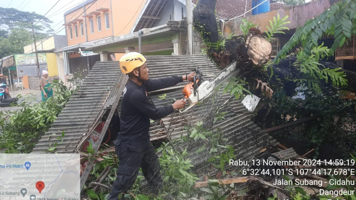 Angin Kencang Tumbangkan Pohon di Kelurahan Dangdeur, BPBD Subang Tanggap Cepat