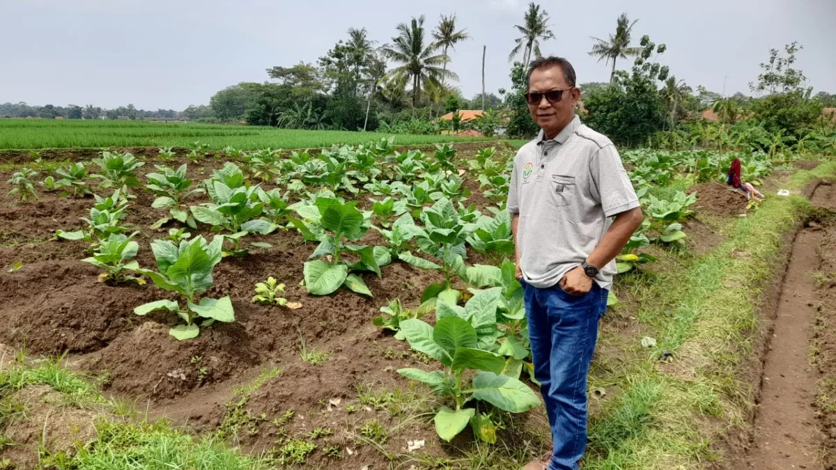 tanaman tembakau