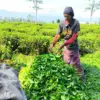 Nasih buruh pemetik teh di subang