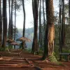 4 Wisata Hutan Pinus Terbaik di Subang dengan Rating Tinggi, Cocok untuk Liburan Alam