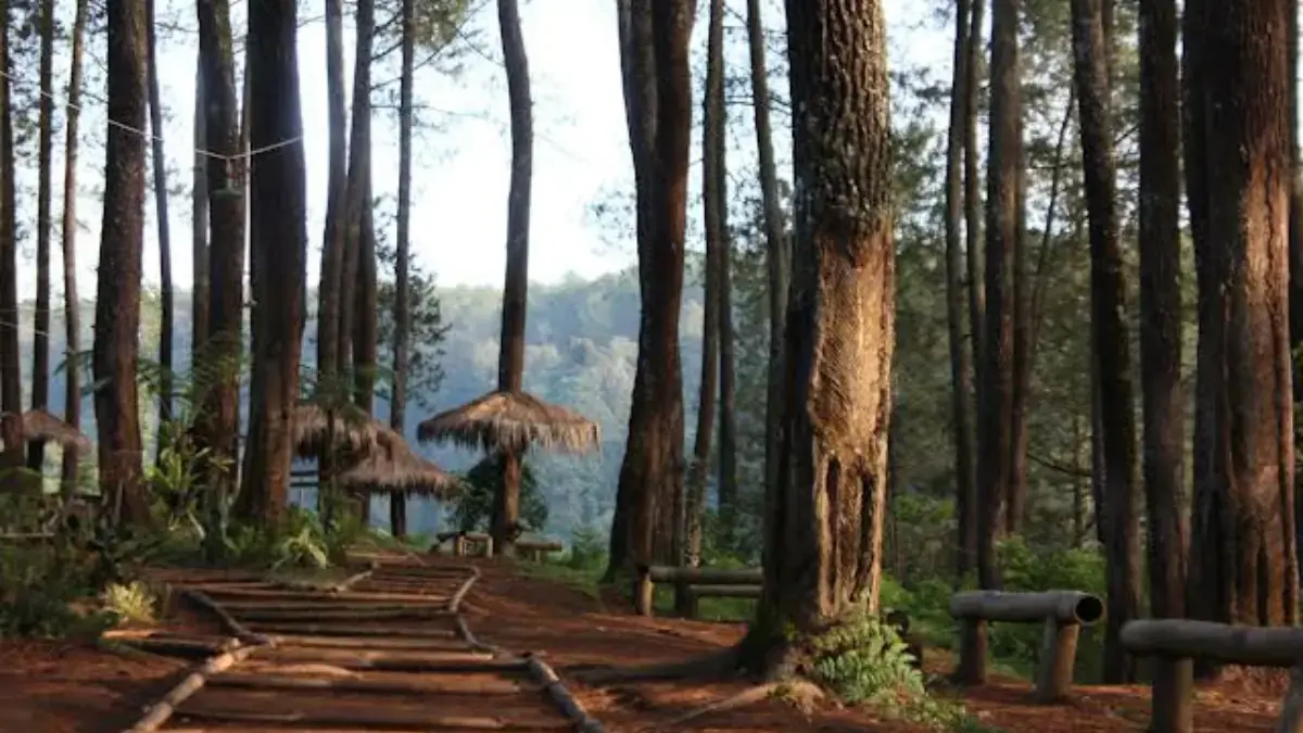 4 Wisata Hutan Pinus Terbaik di Subang dengan Rating Tinggi, Cocok untuk Liburan Alam