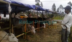 Pemkab Ciamis Keluarkan Surat Edaran pelaksanaan Idul Adha di Masa Pandemi