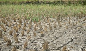 14 Kecamatan di Garut Terancam Kekeringan