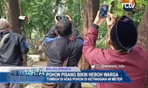 Pohon Pisang Bikin Heboh Warga