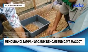 Mengurangi Sampah Organik dengan Budidaya Magot