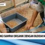 Mengurangi Sampah Organik dengan Budidaya Magot