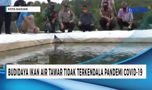 Budidaya Ikan Air Tawar Tidak Terkendala Pandemi Covid-19