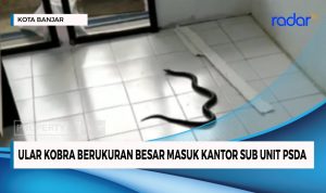 Ular Kobra Berukuran Besar Masuk Kantor Sub Unit PSDA