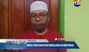 Warga Cemas dengan Serangan Babi Hutan