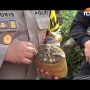 Polres Cimahi Sergap Pemilik Ladang Ganja Seluas 1 Hektare