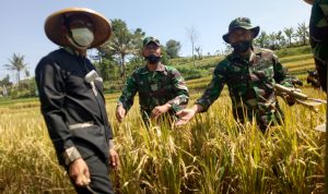 Kodim 0611 Garut Kawal Produktivitas Pertanian, Jaga Ketahanan Pangan Daerah