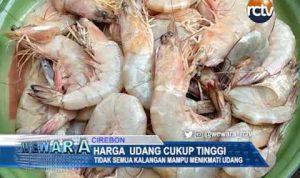 Harga Jual Udang di Cirebon Cukup Tinggi