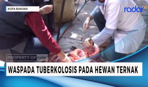 Tampak Sehat dari Luar, Hewan Ternak Bisa Kena Tuberkolosis