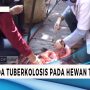 Tampak Sehat dari Luar, Hewan Ternak Bisa Kena Tuberkolosis